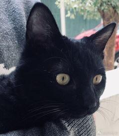 猫变成人的恐怖视频,猫咪变身人形，恐怖视频背后隐藏的惊悚真相